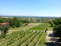 Városnéző kisbusz