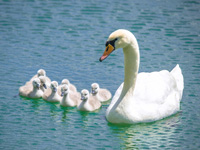 Dotto kisvonat Zalakaros kirándulás