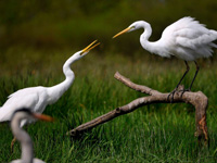 Dotto kisvonat Zalakaros kirándulás