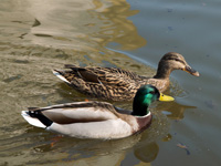 Dotto kisvonat Zalakaros kirándulás